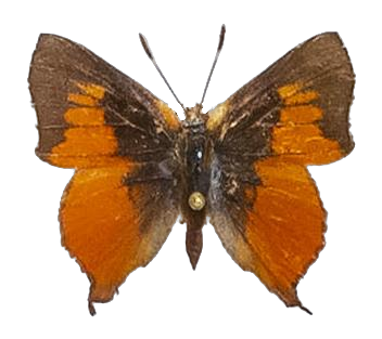 Axiocerses amanga amanga — LYCAENIDAE/7 MINA AFRIKANSKA LYCAENIDER/Aphnaeini_DTR1189.jpg
