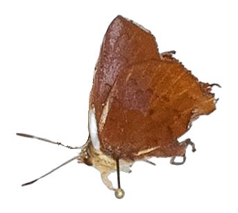 Axiocerses amanga amanga — LYCAENIDAE/7 MINA AFRIKANSKA LYCAENIDER/Aphnaeini_DTR1189.jpg