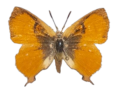 Axiocerses amanga amanga — LYCAENIDAE/7 MINA AFRIKANSKA LYCAENIDER/Aphnaeini_DTR1189.jpg