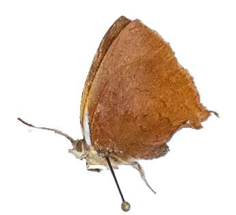 Axiocerses amanga amanga — LYCAENIDAE/7 MINA AFRIKANSKA LYCAENIDER/Aphnaeini_DTR1189.jpg