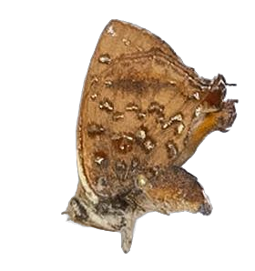 Axiocerses punicea — LYCAENIDAE/7 MINA AFRIKANSKA LYCAENIDER/Aphnaeini_DTR1189.jpg