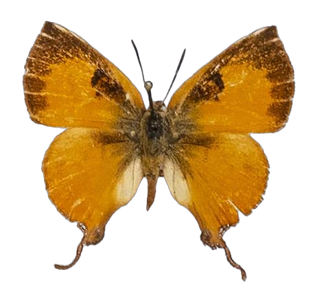 Axiocerses punicea — LYCAENIDAE/7 MINA AFRIKANSKA LYCAENIDER/Aphnaeini_DTR1189.jpg