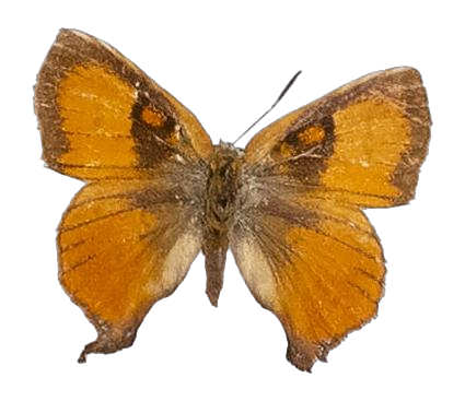 Axiocerses punicea — LYCAENIDAE/7 MINA AFRIKANSKA LYCAENIDER/Aphnaeini_DTR1189.jpg