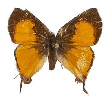 Spindasis loxura — LYCAENIDAE/7 MINA AFRIKANSKA LYCAENIDER/Aphnaeini_DTR1189.jpg