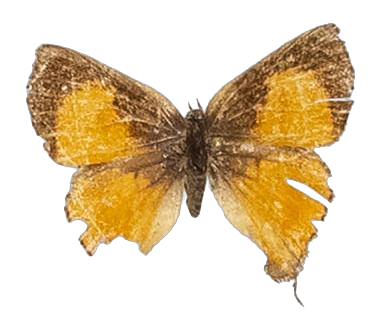 Spindasis loxura — LYCAENIDAE/7 MINA AFRIKANSKA LYCAENIDER/Aphnaeini_DTR1189.jpg