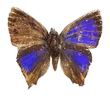 Spindasis aderna — LYCAENIDAE/7 MINA AFRIKANSKA LYCAENIDER/Aphnaeini_DTR1189.jpg