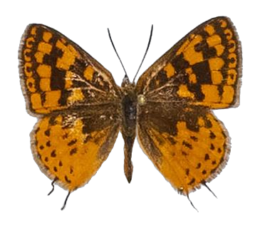 Zeritis neriene — LYCAENIDAE/7 MINA AFRIKANSKA LYCAENIDER/Aphnaeini_DTR1189.jpg