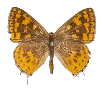 Zeritis neriene — LYCAENIDAE/7 MINA AFRIKANSKA LYCAENIDER/Aphnaeini_DTR1189.jpg