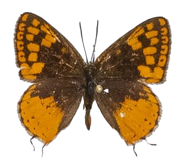 Zeritis neriene — LYCAENIDAE/7 MINA AFRIKANSKA LYCAENIDER/Aphnaeini_DTR1189.jpg
