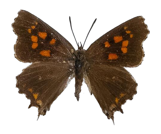Phasis thero thero — LYCAENIDAE/7 MINA AFRIKANSKA LYCAENIDER/Aphnaeini_DTR1190.jpg