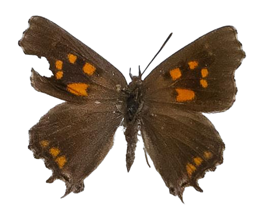 Phasis thero thero — LYCAENIDAE/7 MINA AFRIKANSKA LYCAENIDER/Aphnaeini_DTR1190.jpg