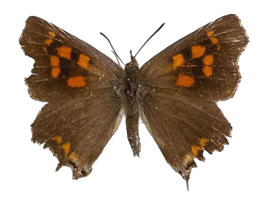Phasis thero thero — LYCAENIDAE/7 MINA AFRIKANSKA LYCAENIDER/Aphnaeini_DTR1190.jpg