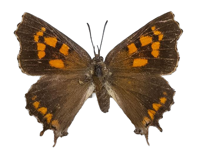 Phasis thero thero — LYCAENIDAE/7 MINA AFRIKANSKA LYCAENIDER/Aphnaeini_DTR1190.jpg