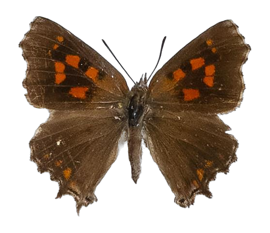 Phasis thero thero — LYCAENIDAE/7 MINA AFRIKANSKA LYCAENIDER/Aphnaeini_DTR1190.jpg