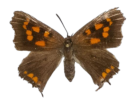 Phasis thero thero — LYCAENIDAE/7 MINA AFRIKANSKA LYCAENIDER/Aphnaeini_DTR1190.jpg