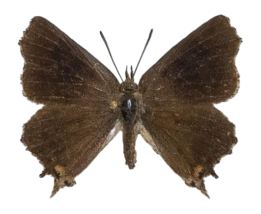 Phasis thero cedarbergae — LYCAENIDAE/7 MINA AFRIKANSKA LYCAENIDER/Aphnaeini_DTR1190.jpg