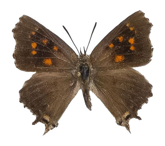 Phasis thero cedarbergae — LYCAENIDAE/7 MINA AFRIKANSKA LYCAENIDER/Aphnaeini_DTR1190.jpg