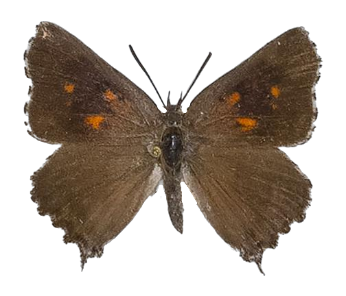 Phasis clavum clavum — LYCAENIDAE/7 MINA AFRIKANSKA LYCAENIDER/Aphnaeini_DTR1190.jpg