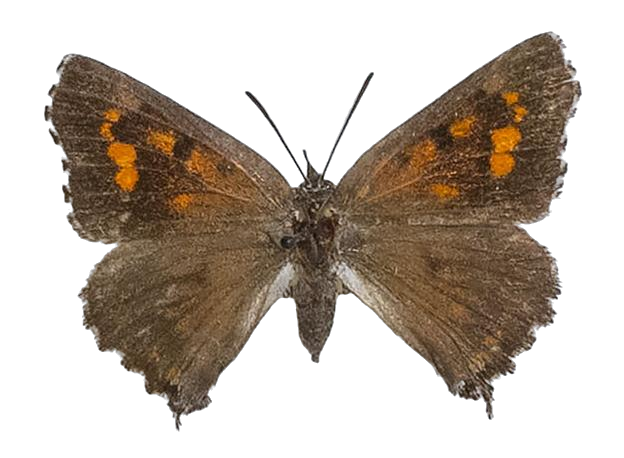 Phasis clavum clavum — LYCAENIDAE/7 MINA AFRIKANSKA LYCAENIDER/Aphnaeini_DTR1190.jpg