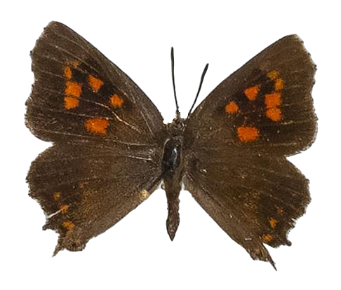Phasis pringlei — LYCAENIDAE/7 MINA AFRIKANSKA LYCAENIDER/Aphnaeini_DTR1190.jpg