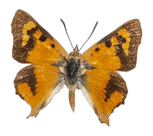 Tylopaedia sardonyx sardonyx — LYCAENIDAE/7 MINA AFRIKANSKA LYCAENIDER/Aphnaeini_DTR1190.jpg