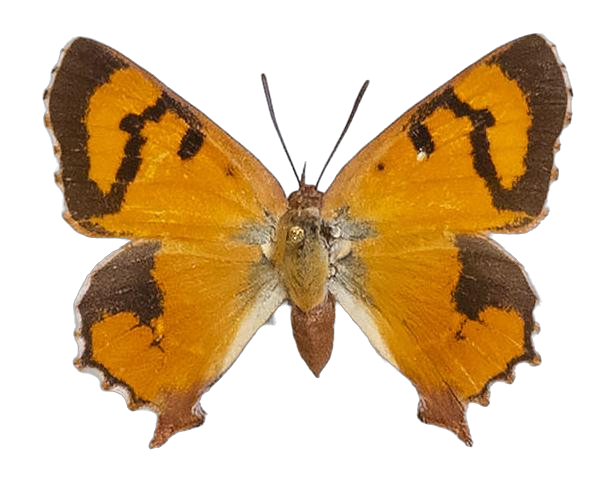 Tylopaedia sardonyx sardonyx — LYCAENIDAE/7 MINA AFRIKANSKA LYCAENIDER/Aphnaeini_DTR1190.jpg