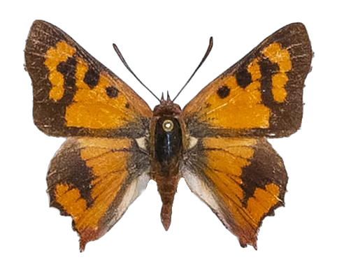 Tylopaedia sardonyx peringueyi — LYCAENIDAE/7 MINA AFRIKANSKA LYCAENIDER/Aphnaeini_DTR1190.jpg