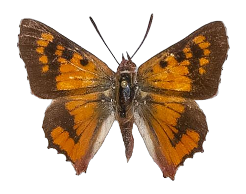 Tylopaedia sardonyx peringueyi — LYCAENIDAE/7 MINA AFRIKANSKA LYCAENIDER/Aphnaeini_DTR1190.jpg