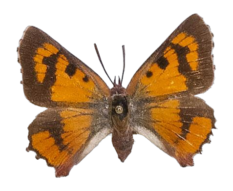 Tylopaedia sardonyx peringueyi — LYCAENIDAE/7 MINA AFRIKANSKA LYCAENIDER/Aphnaeini_DTR1190.jpg