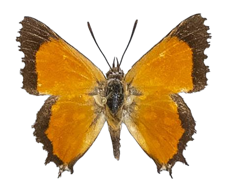 Argyraspodes argyraspis argyraspis — LYCAENIDAE/7 MINA AFRIKANSKA LYCAENIDER/Aphnaeini_DTR1190.jpg