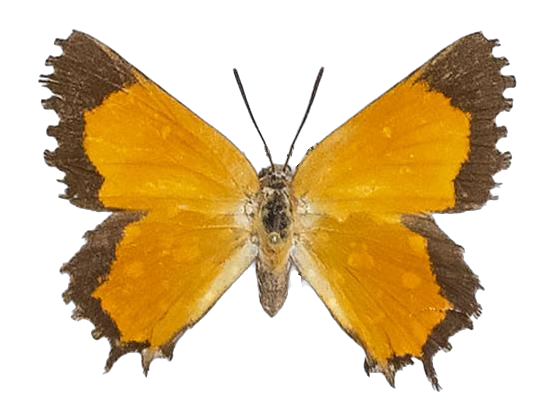 Argyraspodes argyraspis argyraspis — LYCAENIDAE/7 MINA AFRIKANSKA LYCAENIDER/Aphnaeini_DTR1190.jpg