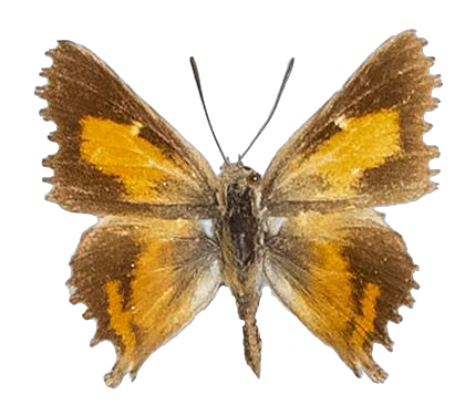 Trimenia wallengrenii wallengrenii — LYCAENIDAE/7 MINA AFRIKANSKA LYCAENIDER/Aphnaeini_DTR1190.jpg