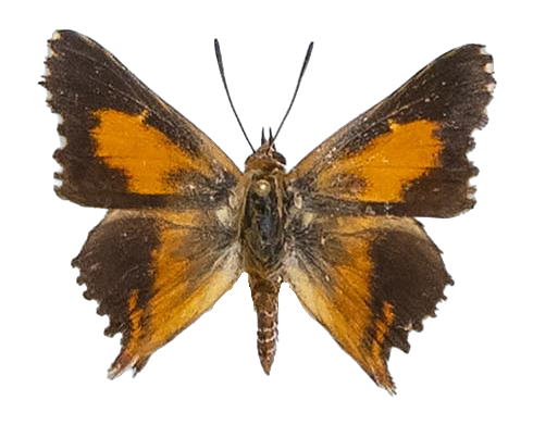 Trimenia wallengrenii gonnemoi — LYCAENIDAE/7 MINA AFRIKANSKA LYCAENIDER/Aphnaeini_DTR1190.jpg