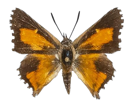 Phasis argyroplaga argyroplaga — LYCAENIDAE/7 MINA AFRIKANSKA LYCAENIDER/Aphnaeini_DTR1190.jpg