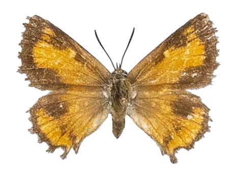 Phasis argyroplaga argyroplaga — LYCAENIDAE/7 MINA AFRIKANSKA LYCAENIDER/Aphnaeini_DTR1190.jpg