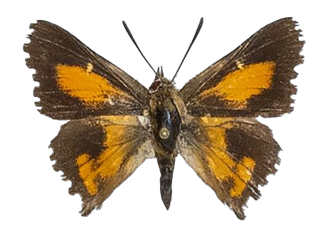 Phasis argyroplaga cardouwae — LYCAENIDAE/7 MINA AFRIKANSKA LYCAENIDER/Aphnaeini_DTR1190.jpg