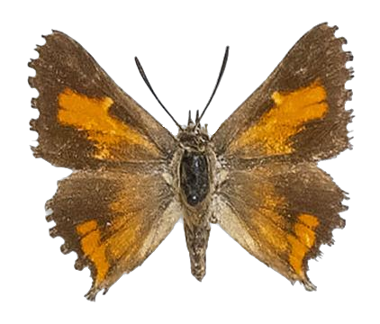 Phasis argyroplaga wykehami — LYCAENIDAE/7 MINA AFRIKANSKA LYCAENIDER/Aphnaeini_DTR1190.jpg
