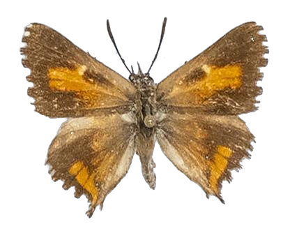Phasis argyroplaga wykehami — LYCAENIDAE/7 MINA AFRIKANSKA LYCAENIDER/Aphnaeini_DTR1190.jpg