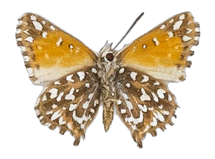 Phasis argyroplaga wykehami — LYCAENIDAE/7 MINA AFRIKANSKA LYCAENIDER/Aphnaeini_DTR1190.jpg