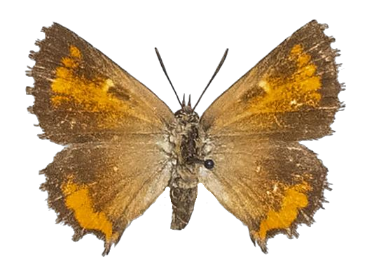 Phasis argyroplaga wykehami — LYCAENIDAE/7 MINA AFRIKANSKA LYCAENIDER/Aphnaeini_DTR1190.jpg