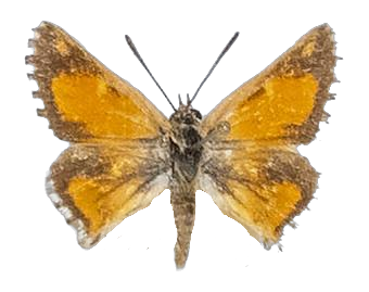 Trimenia macmasteri mijbergh — LYCAENIDAE/7 MINA AFRIKANSKA LYCAENIDER/Aphnaeini_DTR1190.jpg
