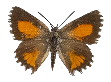 Argyrocupha malagrida cedrusmontana — LYCAENIDAE/7 MINA AFRIKANSKA LYCAENIDER/Aphnaeini_DTR1190.jpg