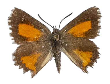 Argyrocupha malagrida cedrusmontana — LYCAENIDAE/7 MINA AFRIKANSKA LYCAENIDER/Aphnaeini_DTR1190.jpg