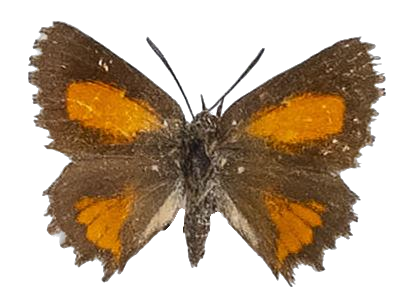 Argyrocupha malagrida cedrusmontana — LYCAENIDAE/7 MINA AFRIKANSKA LYCAENIDER/Aphnaeini_DTR1190.jpg