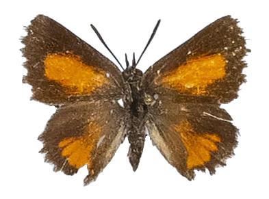 Argyrocupha malagrida cedrusmontana — LYCAENIDAE/7 MINA AFRIKANSKA LYCAENIDER/Aphnaeini_DTR1190.jpg