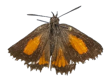Argyrocupha malagrida cedrusmontana — LYCAENIDAE/7 MINA AFRIKANSKA LYCAENIDER/Aphnaeini_DTR1190.jpg