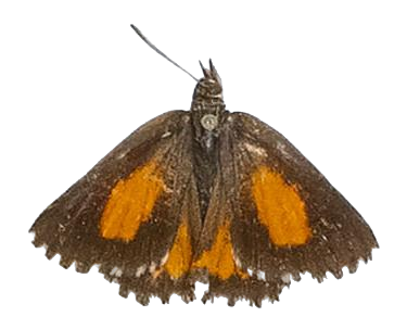 Argyrocupha malagrida cedrusmontana — LYCAENIDAE/7 MINA AFRIKANSKA LYCAENIDER/Aphnaeini_DTR1190.jpg