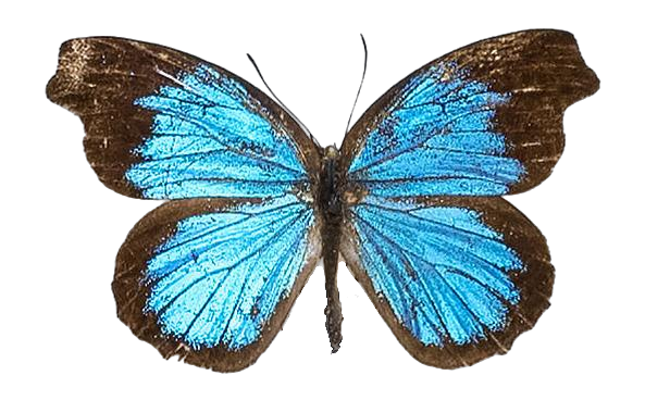 Epitola hewitsonioides — LYCAENIDAE/7 MINA AFRIKANSKA LYCAENIDER/Epitolini_DTR1185.jpg
