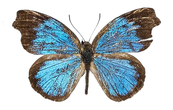 Epitola hewitsonioides — LYCAENIDAE/7 MINA AFRIKANSKA LYCAENIDER/Epitolini_DTR1185.jpg