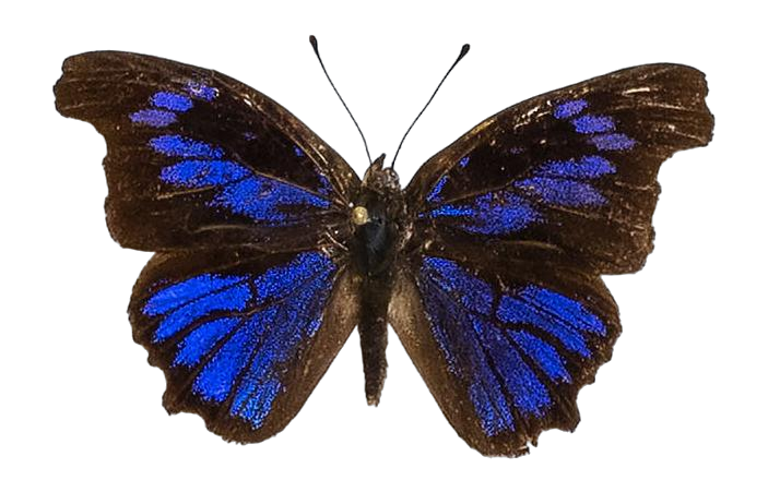Epitola miranda — LYCAENIDAE/7 MINA AFRIKANSKA LYCAENIDER/Epitolini_DTR1185.jpg